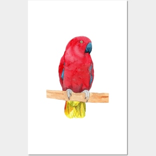 eclectus parrot watercolor red Posters and Art